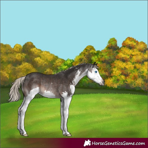 Horse Color:Gray Silver Black Sabino Splash Rabicano 