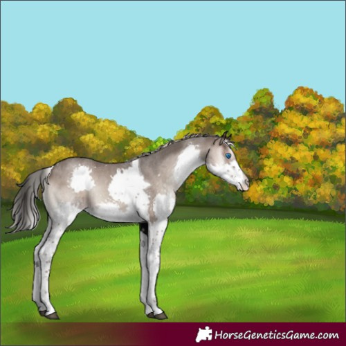 Horse Color:Silver Blue Onyx Roan Splash Tobiano Rabicano 
