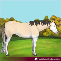 Horse Color:Buckskin Dun Splash 