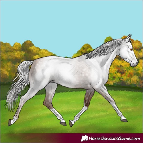 Horse Color:Gray Silver Black Pearl Tobiano