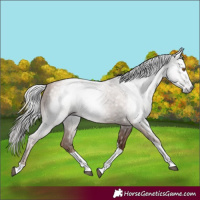 Horse Color:Gray Silver Black Pearl Tobiano 
