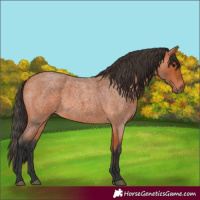 Horse Color:Bay Roan 