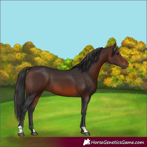 Horse Color:Brown 