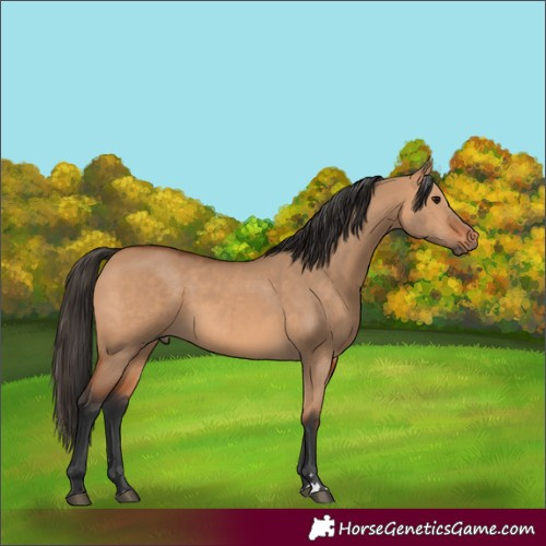 Horse Color:Bay Dun 