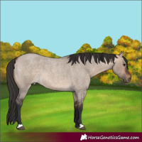 Horse Color:Bay Roan Dun 