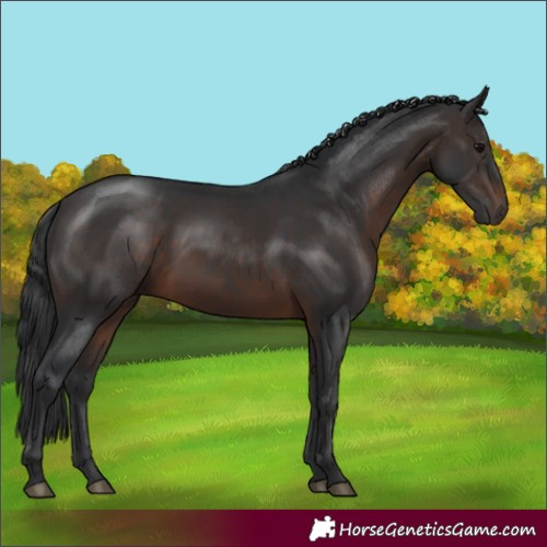 Horse Color:Brown 