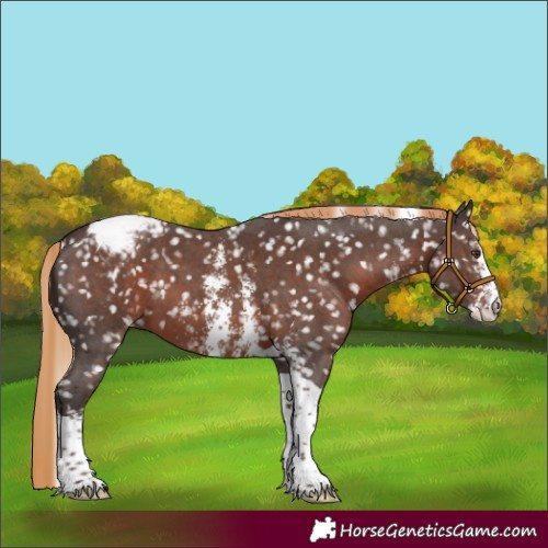 Horse Color:Liver Chestnut Sabino Tobiano Appaloosa
