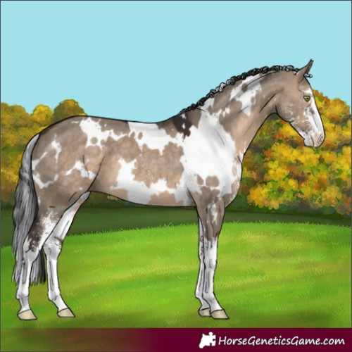 Horse Color:White Spotted Brown Dun Sabino 