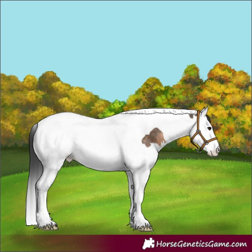 Horse Color:Brown Dun Sabino Splash Tobiano Appaloosa 