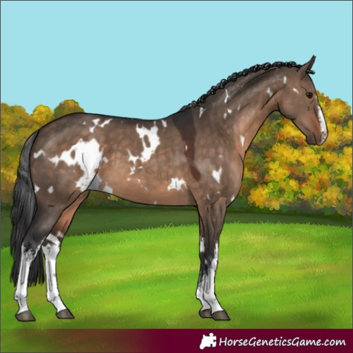 Horse Color:White Spotted Brown Dun 