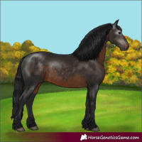 Horse Color:Gray Brown Rabicano 
