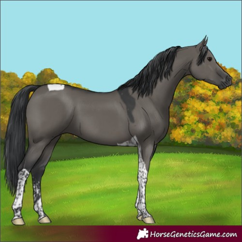 Horse Color:Grullo Sabino Tobiano 