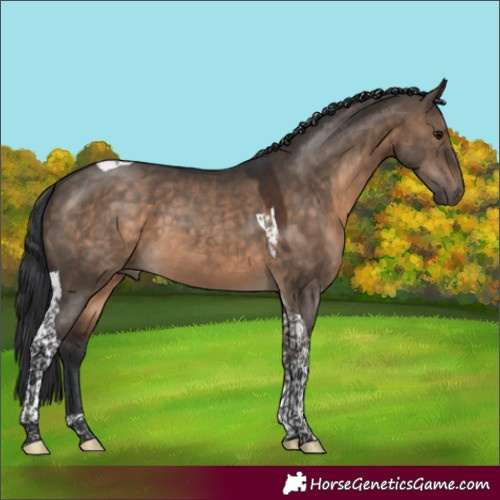 Horse Color:Brown Dun Tobiano 