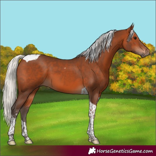 Horse Color:Silver Brown Sabino Tobiano 