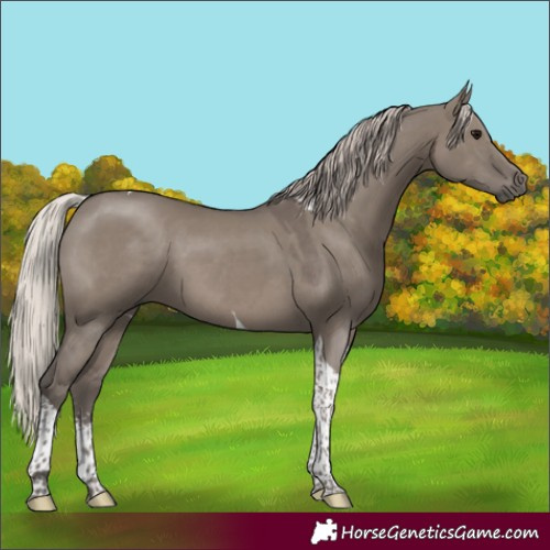 Horse Color:Silver Grullo Sabino Tobiano 