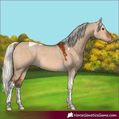 Horse Color:Silver Brown Dun Sabino Tobiano 