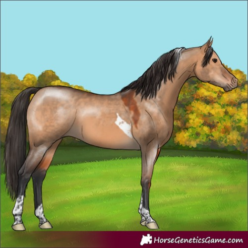 Horse Color:Bay Dun Sabino Tobiano 