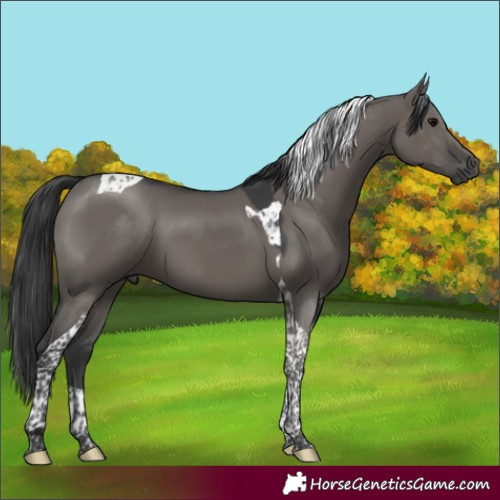 Horse Color:Grullo Tobiano 
