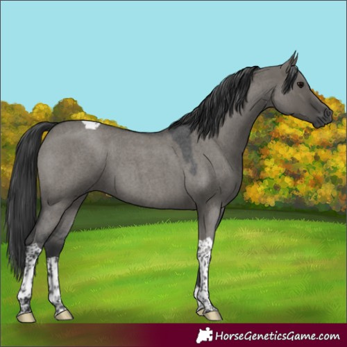 Horse Color:Grullo Roan Tobiano 