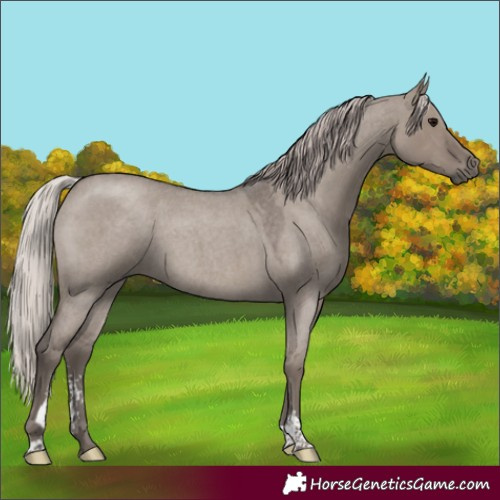 Horse Color:Silver Grullo Roan Sabino 