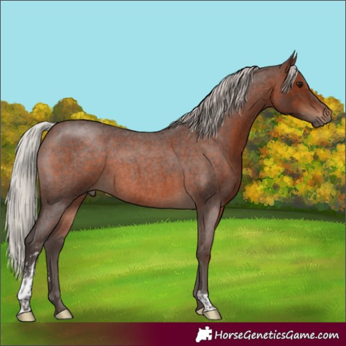 Horse Color:Silver Brown Roan Sabino 