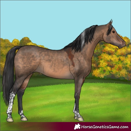 Horse Color:Brown Dun Sabino Tobiano 