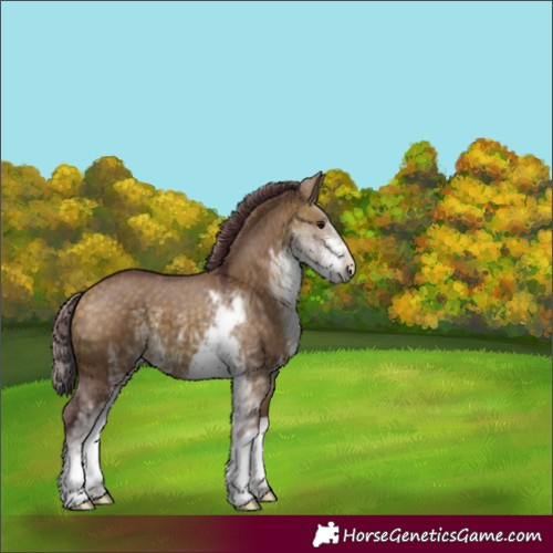 Horse Color:Chocolate Buckskin Dun Sabino 