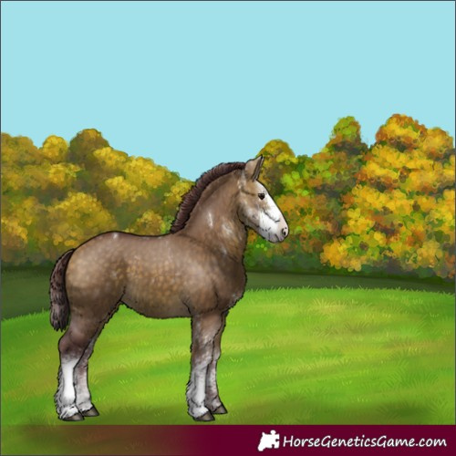 Horse Color:Chocolate Buckskin Dun Sabino 
