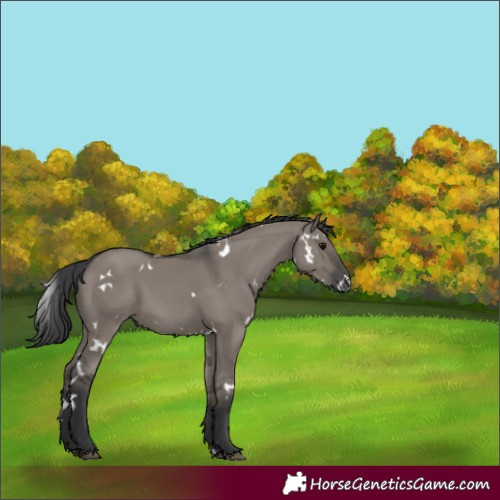 Horse Color:White Spotted Grullo 