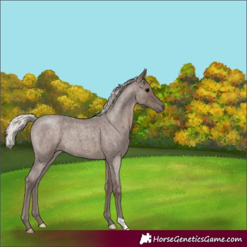 Horse Color:Silver Blue Roan 