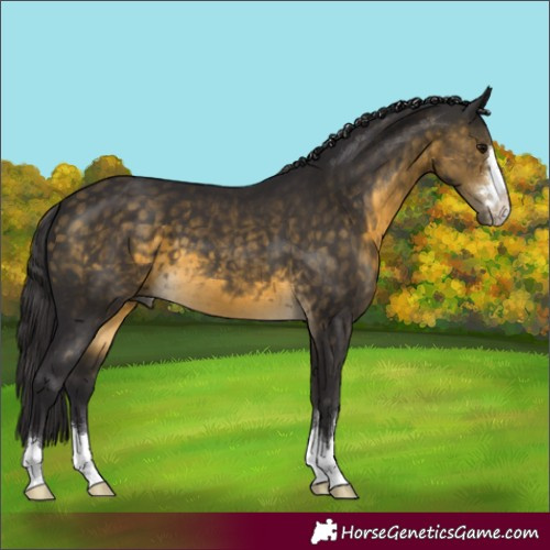 Horse Color:Buckskin 