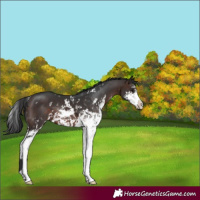Horse Color:Brown Sabino