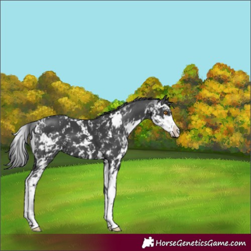 Horse Color:Black Sabino 