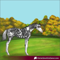 Horse Color:Black Sabino 