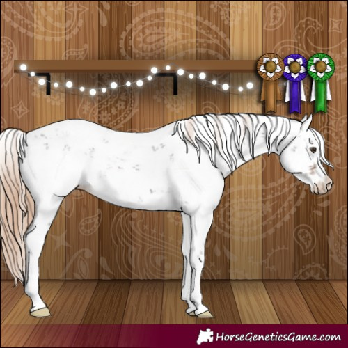 Horse Color:Liver Chestnut Sabino 