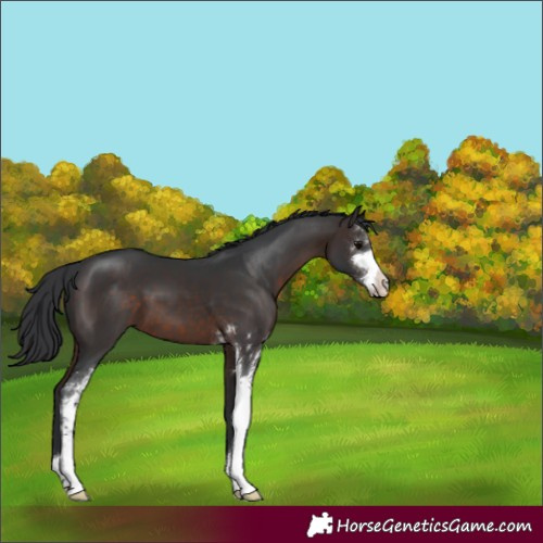Horse Color:Brown Sabino