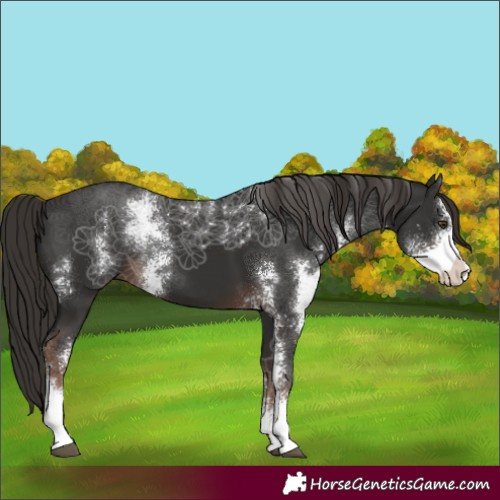 Horse Color:Liver Chestnut Sabino