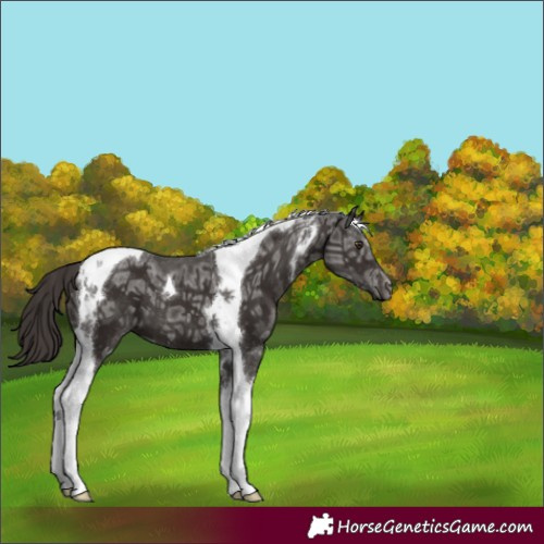 Horse Color:Liver Chestnut Ice Tobiano