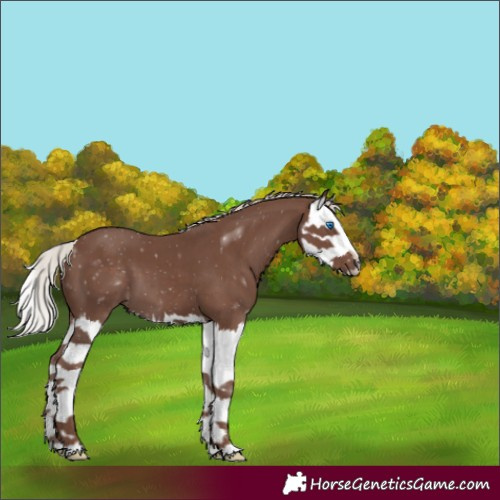 Horse Color:Silver Black Splash 