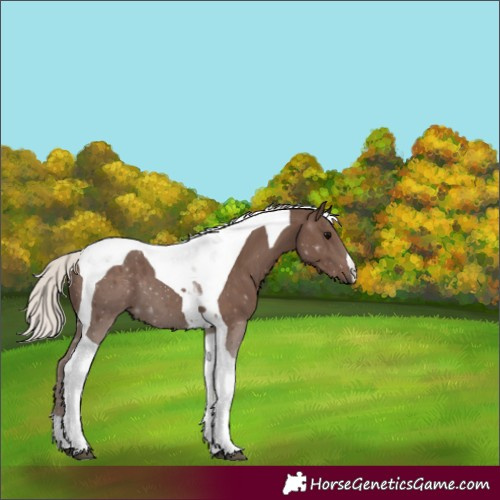 Horse Color:Silver Black Tobiano