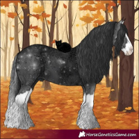 Horse Color:Black Ice Splash 