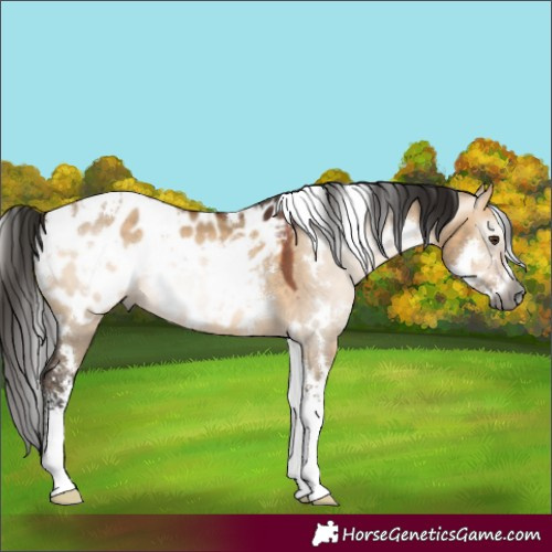 Horse Color:Gray White Spotted Bay Dun Sabino Appaloosa 