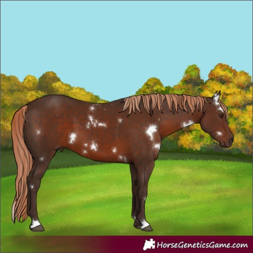 Horse Color:White Spotted Liver Chestnut 
