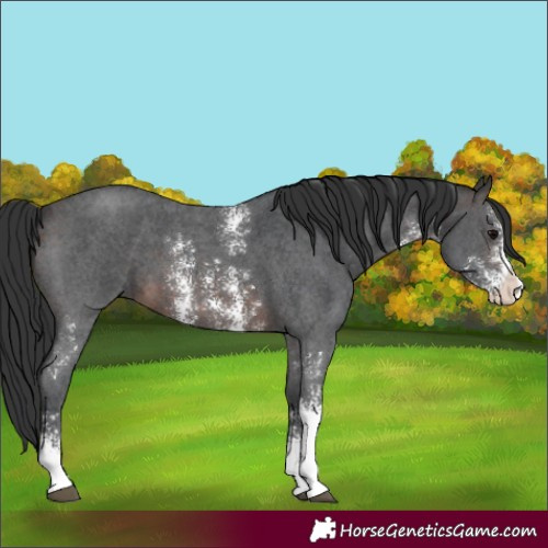 Horse Color:Brown Sabino