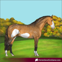 Horse Color:Buckskin Frame 