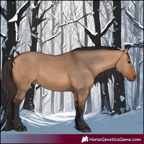 Horse Color:Bay Dun