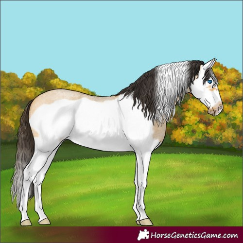 Horse Color:Buckskin Roan Dun Splash Frame 