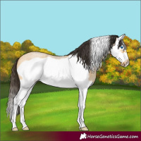 Horse Color:Buckskin Roan Dun Splash Frame