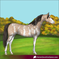 Horse Color:Bay Dun Sabino 
