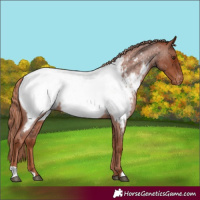 Horse Color:Red Roan Appaloosa 
